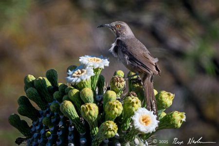Curve-billed Thrasher with Saguaro
