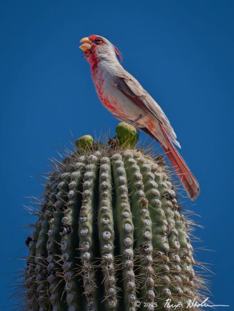 Pyrrhuloxia Vocalizing