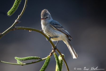 Northern beardless-Tyrannulet