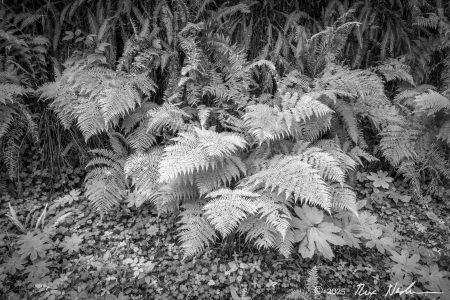 Fern Study
