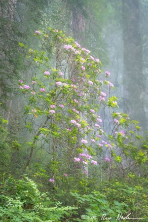 Rhodies in Heavy Fog