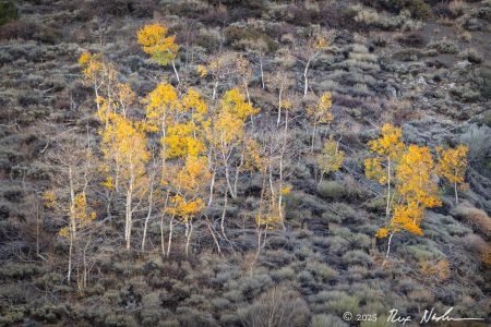 Hillside with Aspens
