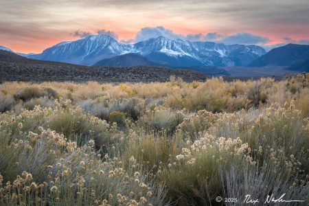 Sagebrush with Clouds